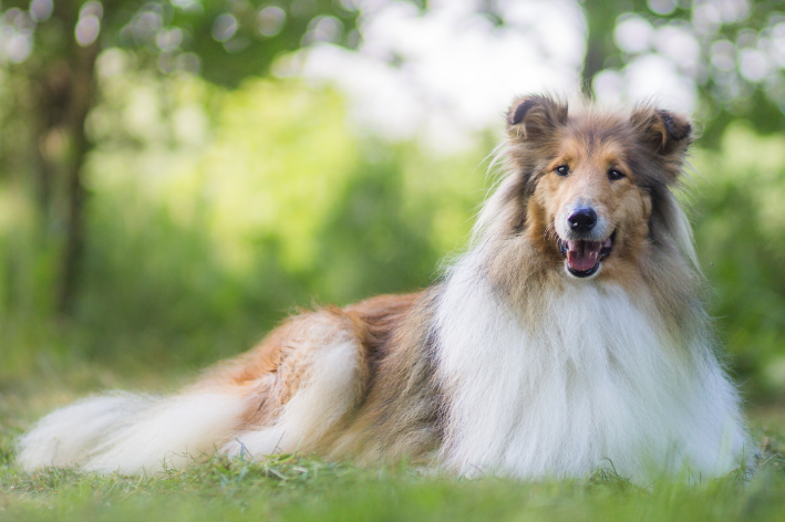 Collie Pelo Longo cachorro para criança