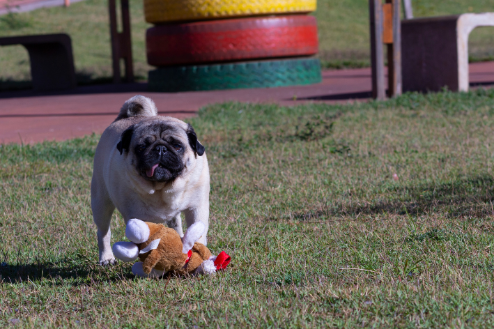 brinquedos pet