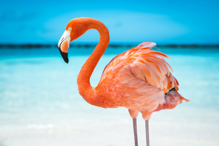 flamingo