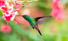 beija flor voando perto da flor