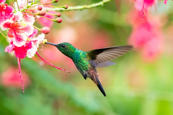 beija flor voando perto da flor animais aéreos