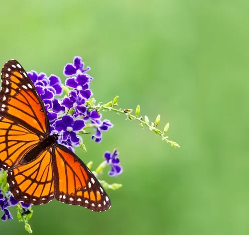 borboleta pousada na flor