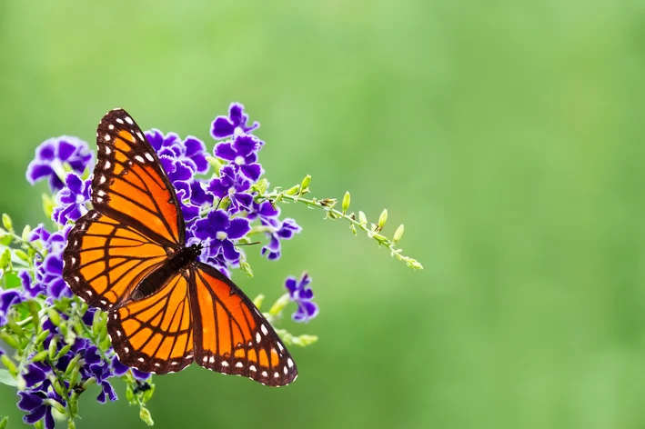 borboleta pousada na flor