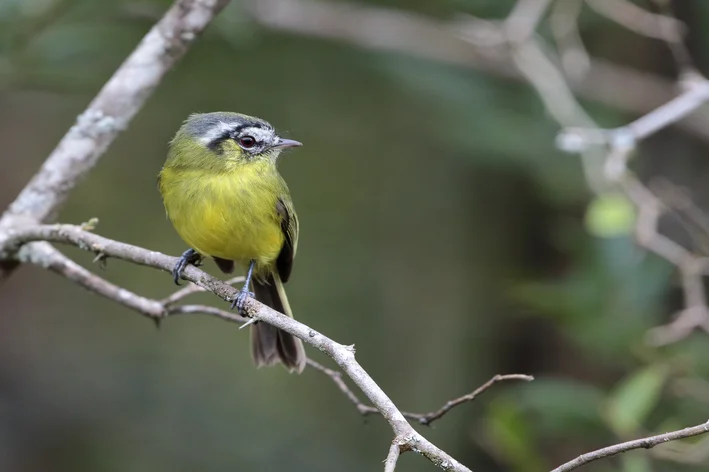 borboletinha baiana no galho