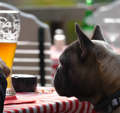 cachorro olhando para cerveja