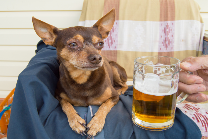 pessoa oferecendo cerveja para o cachorro