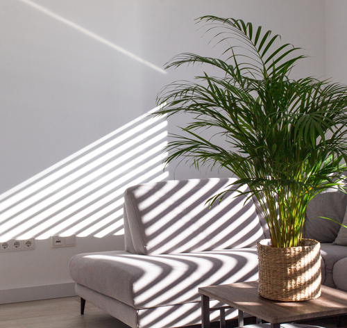 Areca-bambu na sala
