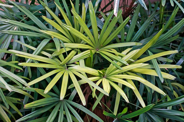 jardim de Rhapis excelsa