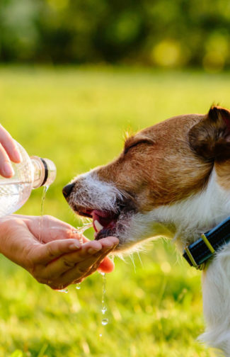 cropped-cuidados-com-cachorro-no-verao.jpg