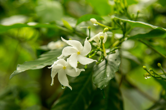 flores brancas suspensas