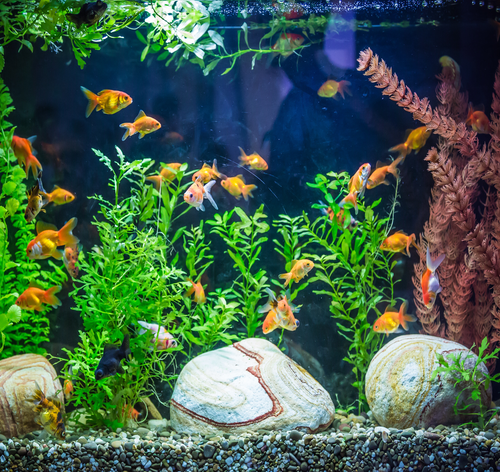 aquário simples com peixes