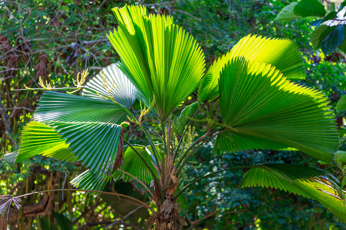 Licuala grandis no jardim