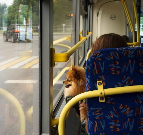 Será que pode levar cachorro no ônibus?