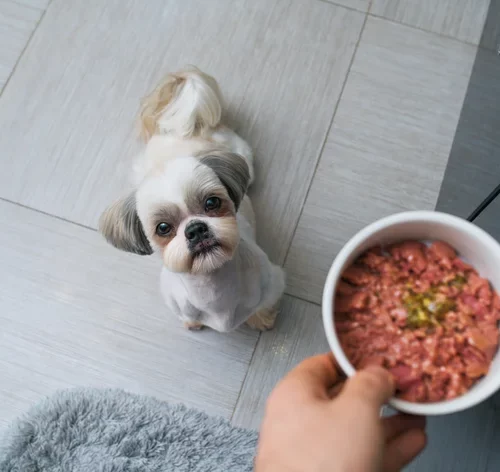 Descubra as melhores rações para Shih Tzu | Blog da Cobasi 1