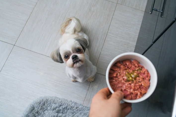 tutora oferecendo ração para shih tzu