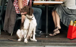 casal com cão em um restaurantes pet friendly