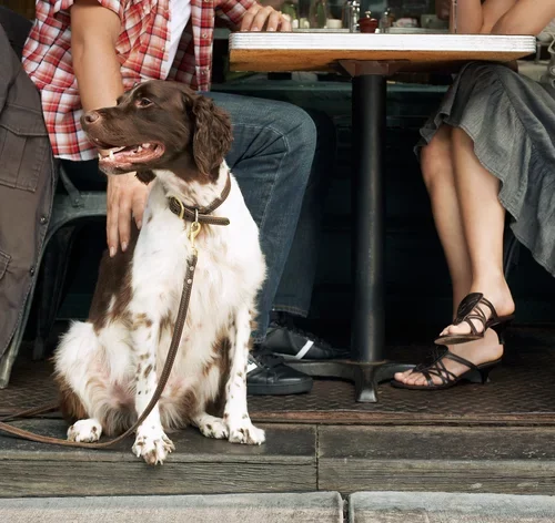 casal com cão em um restaurantes pet friendly