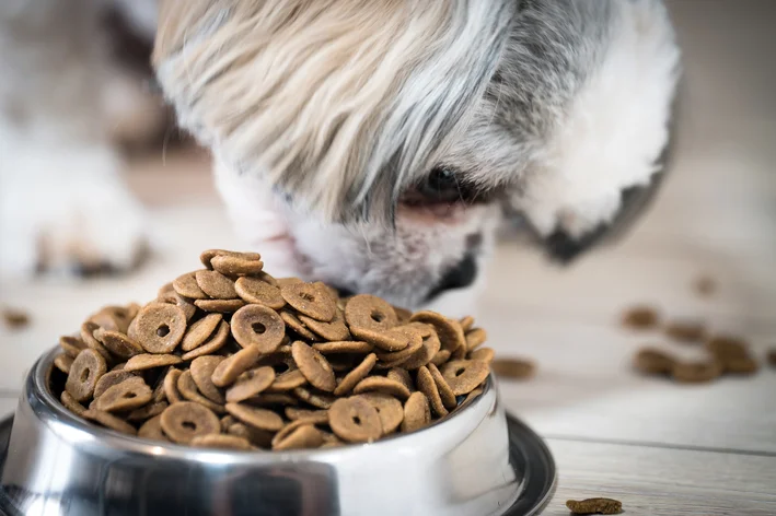 shih tzu comendo ração