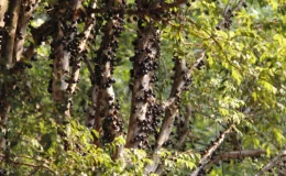 pé de jabuticaba