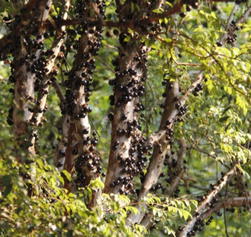 pé de jabuticaba