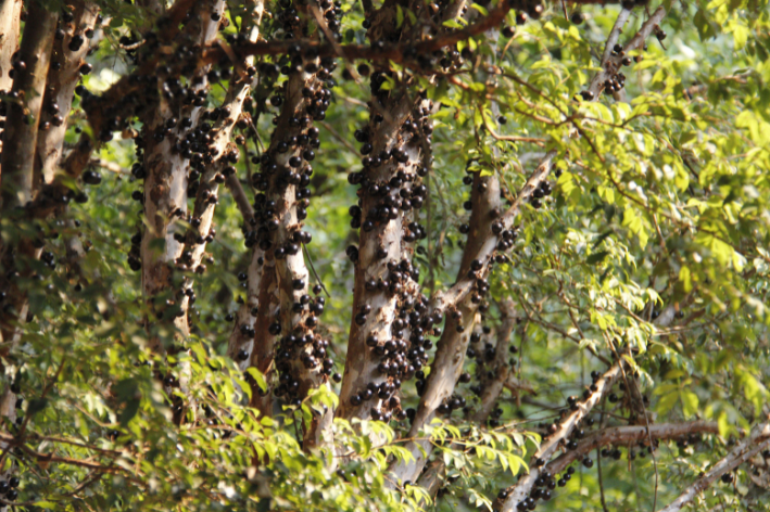 pé de jabuticaba