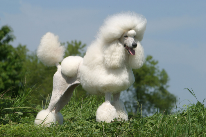 tosa de poodle 