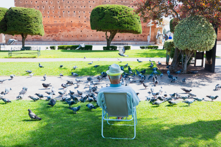 Columba livia