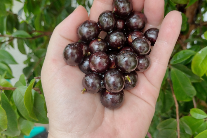 tipos de jabuticaba