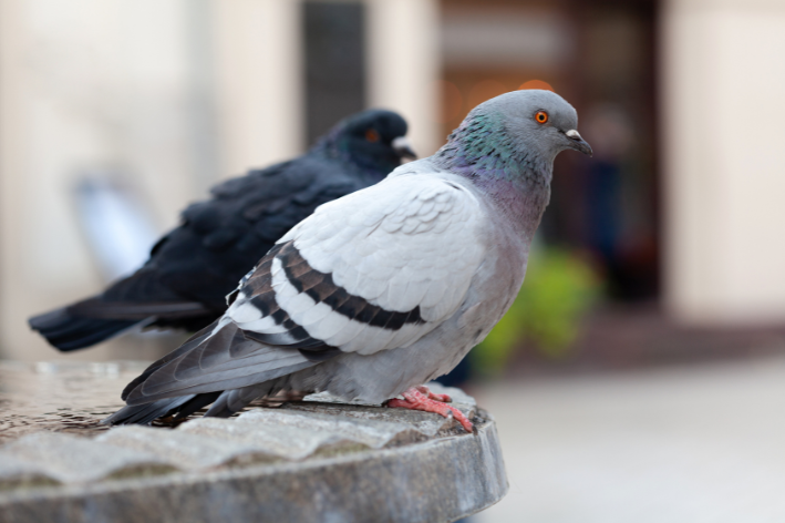 Pombo transmite doença