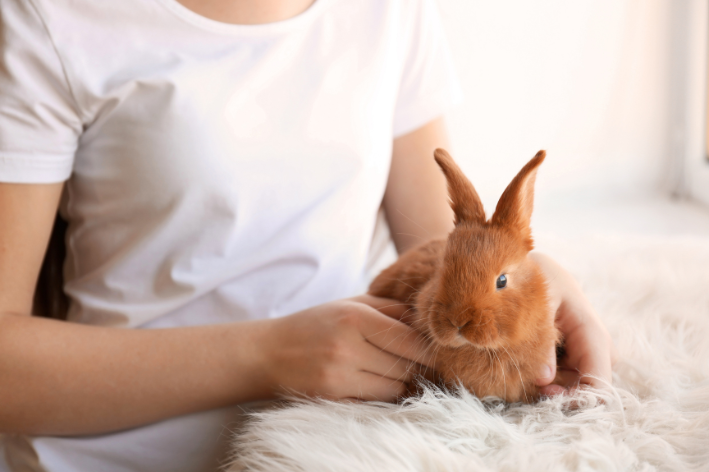 guarda responsável com coelhos