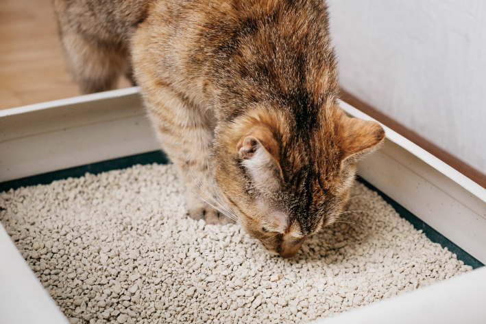 reciclar areia para gatos 