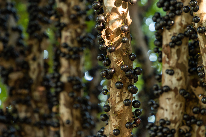 muda de jabuticaba