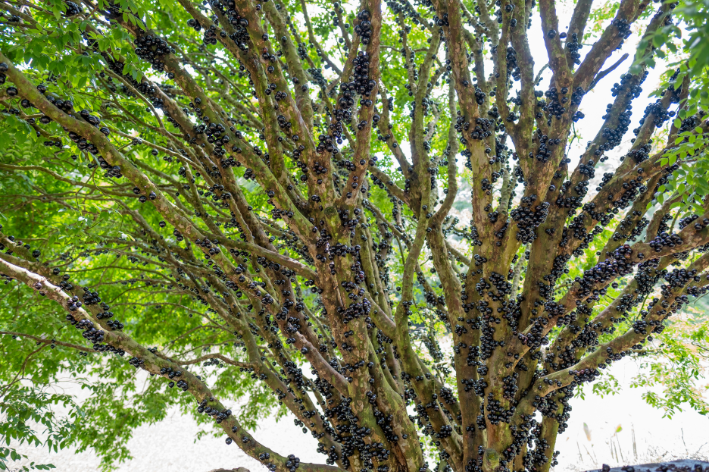 tipos de jabuticaba 