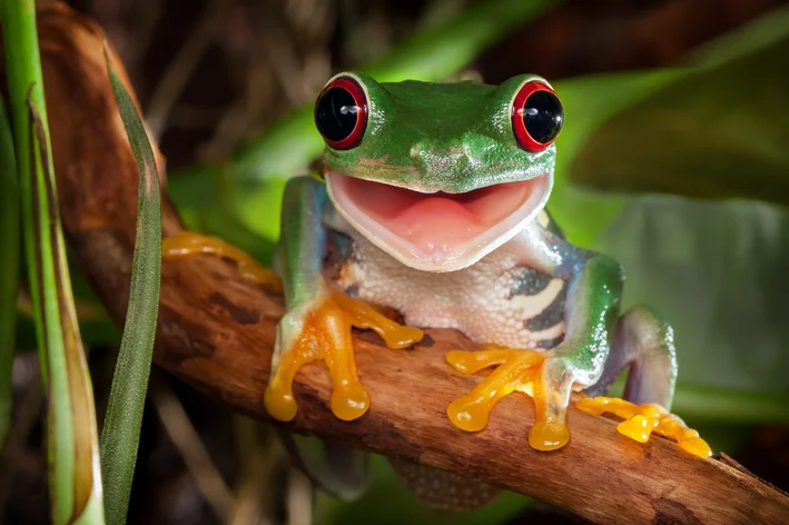 animais com a letra r - rã