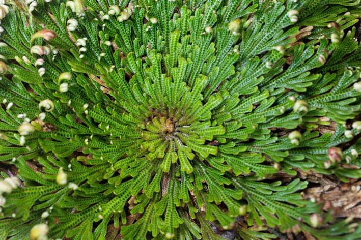 rosa-de-Jericó Anastatica hierochuntica