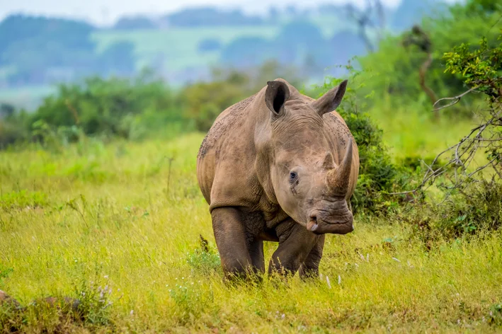 rinoceronte (Rhinocerotidae)