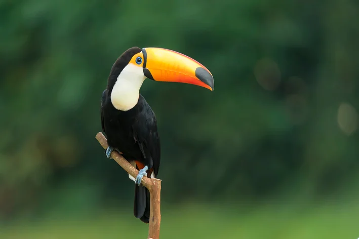 animais com a letra t - Tucano