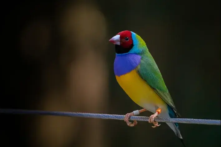 diamante gould azul