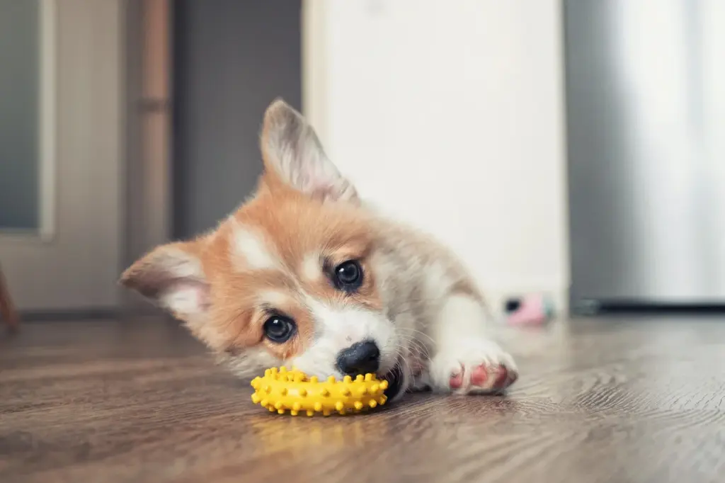 nomes criativos para cachorro