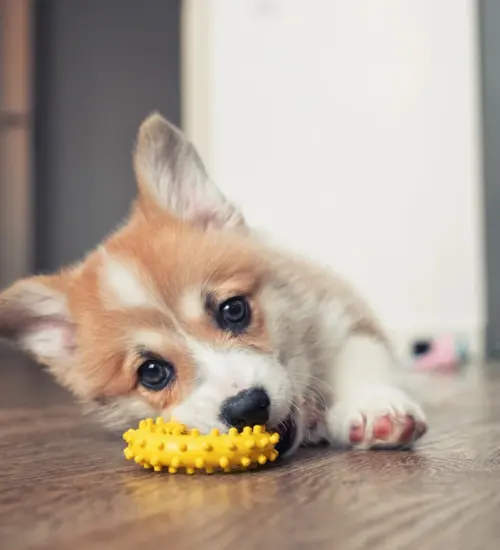 nomes criativos para cachorro
