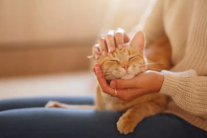 cuidados com gato no outono