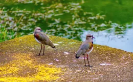 Xexéu (Cacicus cela)