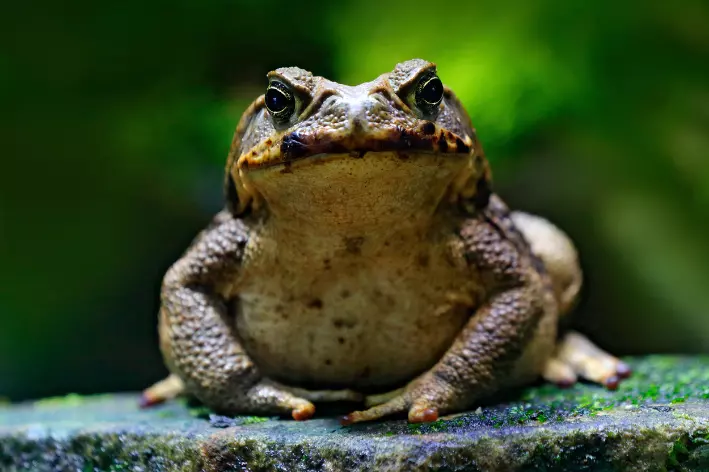 Xuê-açu (Rhinella marina)