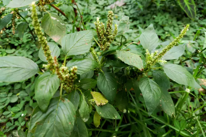 Caruru (Amaranthus viridis) 