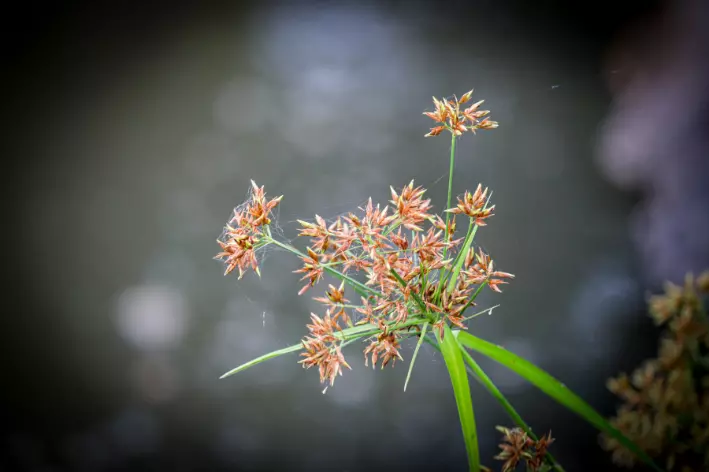 Tiririca (Cyperus haspan) 