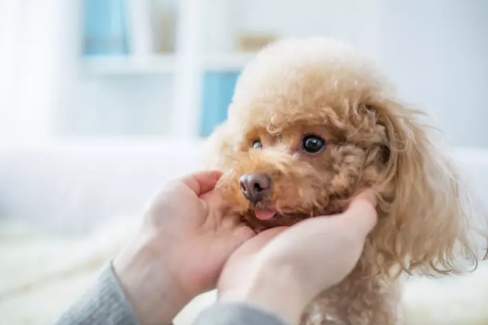 raças de cachorro medio poodle