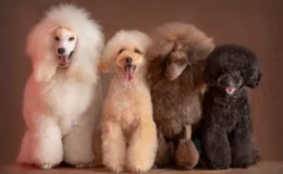 tosa poodle