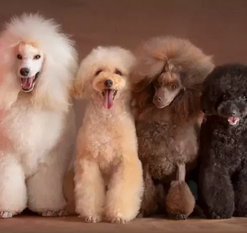 tosa poodle