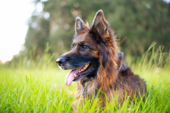 ração para cachorro com queda de pele