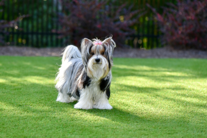 ração para queda de pelo em cães